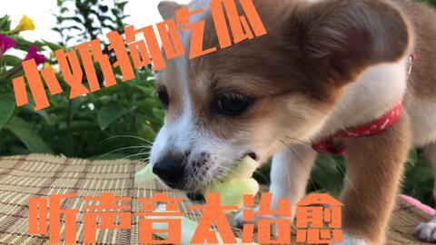 娱乐吃瓜菌小狗