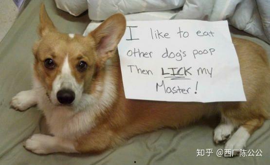 狗改不了吃屎图片,习性难移的寓言启示